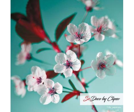 Clipso - TJ - Blossom 2