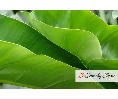 Clipso - VG - Feuilles