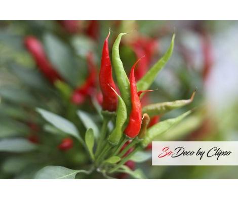 Clipso - AG - Chillies 1
