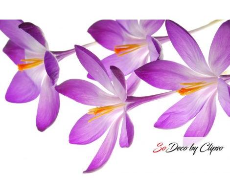 Clipso - Végétal - CD 1663 Crocus