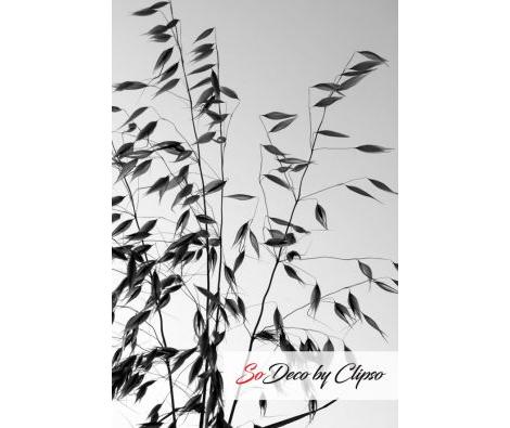 Clipso - VG - Avoine 1