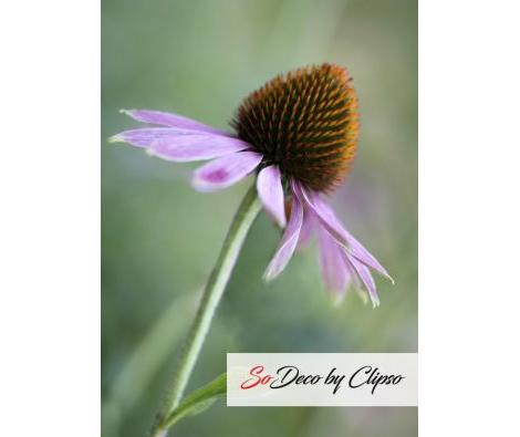 Clipso - AG - Echinacea purpura 4