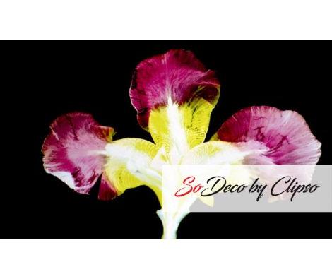 Clipso - SK - Iris 2