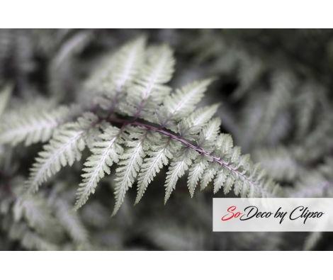 Clipso - AG - Japanese Painted Fern