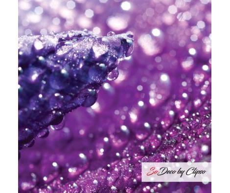 Clipso - MD - Strass Iris