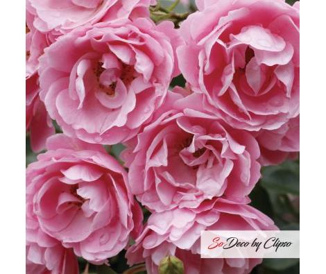 Clipso - VG Roses 1
