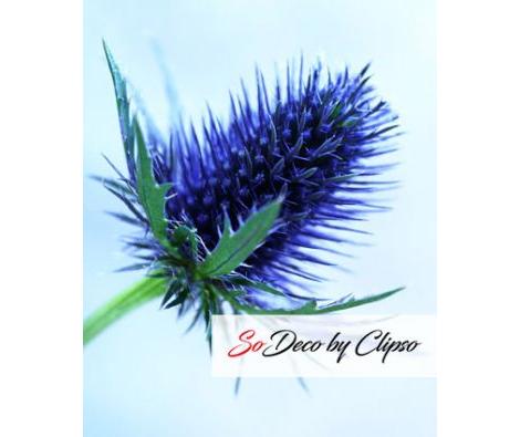 Clipso - AG - Sea Rock Colour
