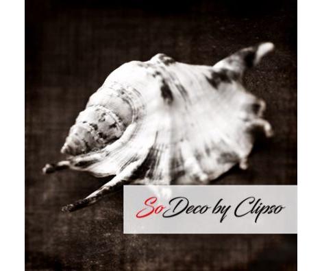 Clipso - AG - Shell1