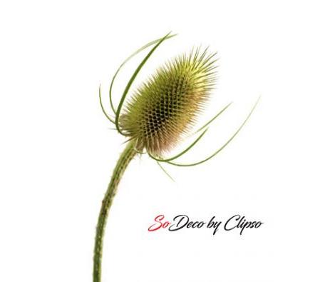 Clipso - AG - Teasel 2