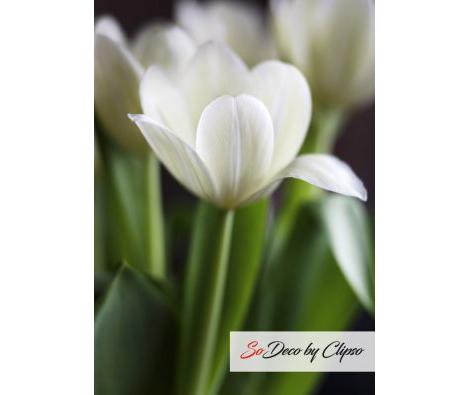 Clipso - AG - White Tulip