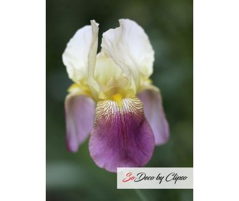 Clipso - AG - Iris
