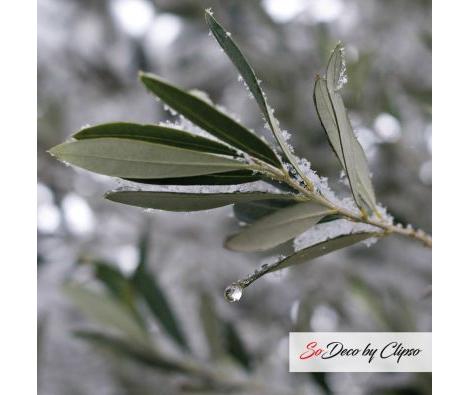 Clipso - MD - Neige d'O