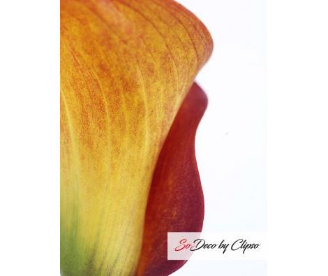 Clipso - AG - Calla 1
