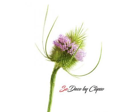 Clipso - AG - Teasel 1