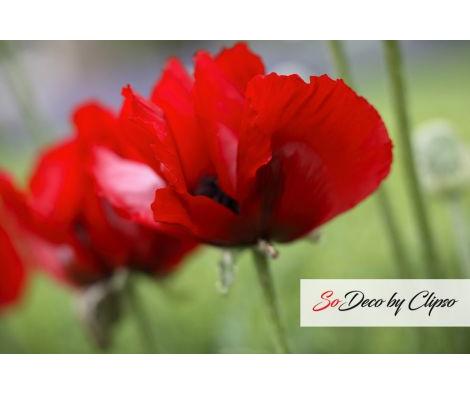 Clipso - AG - Red Oriental Poppy 3