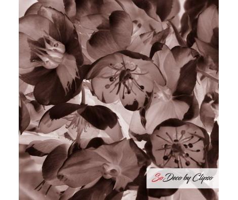 Clipso - VG - 3754