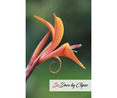 Clipso - AG - Canna Intrigue