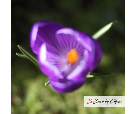 Clipso - AG - Overhead Crocus 1