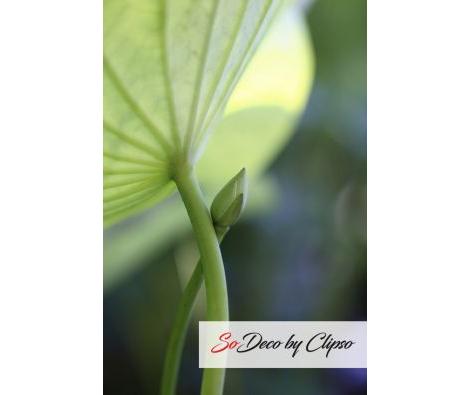 Clipso - AG - Lotus 5