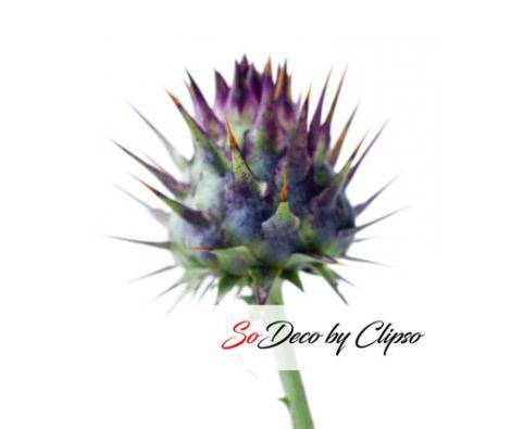 Clipso - AG - Cardoon