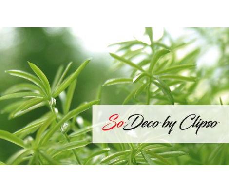 Clipso - TJ - Forêt 02