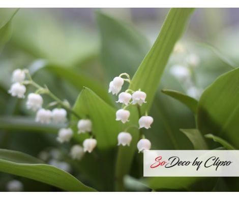 Clipso - AG - Muguet 2
