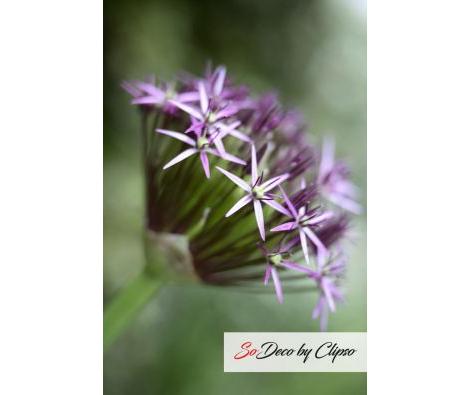 Clipso - AG - Allium Christophii 3
