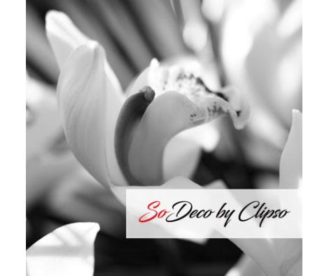 Clipso - AG - Orchid 2