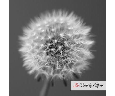 Clipso - AG - Dandelion 1