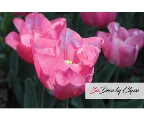 Clipso - VG - Tulipes
