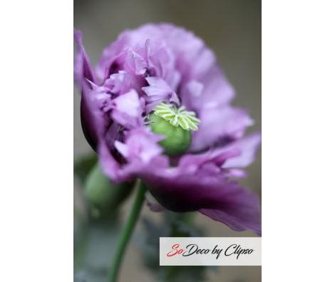 Clipso - AG - Purple Oriental Poppy 2