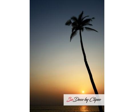 Clipso - TM Kovalam India