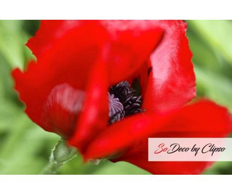 Clipso - AG - Red Oriental Poppy 1