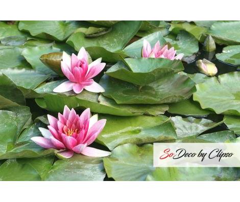 Clipso - Végétal - CD 1665 Lotus