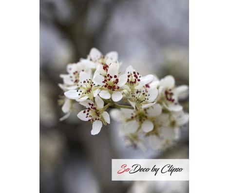 Clipso - AG - Pear Blossom 2