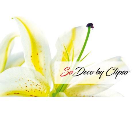 Clipso - TJ - Clementine
