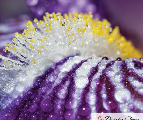 Clipso - MD - Langue d'Iris