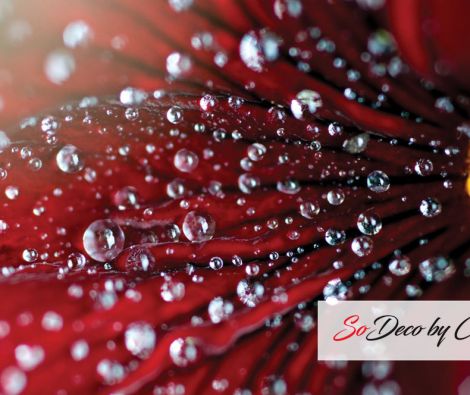 Clipso - MD - Starlette 2