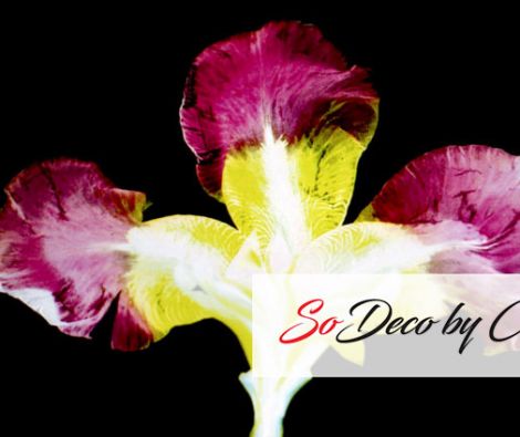 Clipso - SK - Iris 2