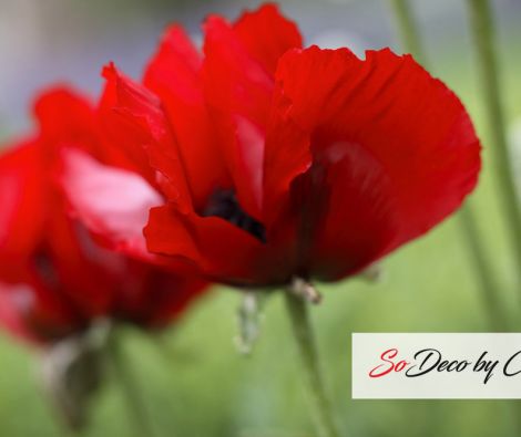 Clipso - AG - Red Oriental Poppy 3