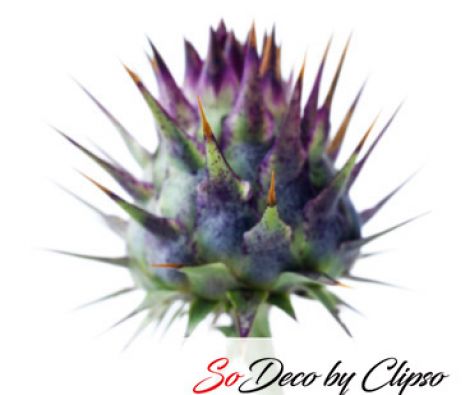 Clipso - AG - Cardoon