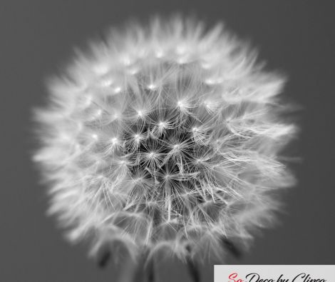 Clipso - AG - Dandelion 1