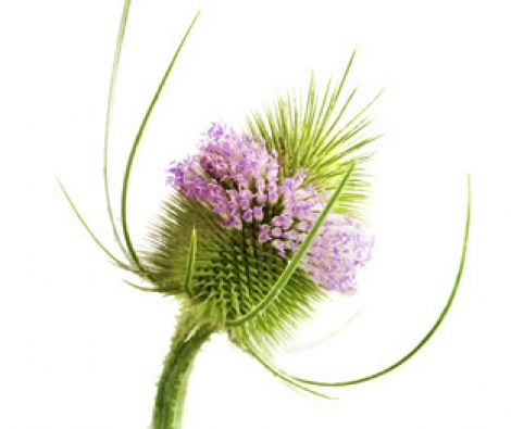 Clipso - AG - Teasel 1