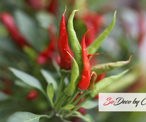 Clipso - AG - Chillies 1