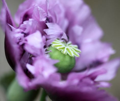 Clipso - AG - Purple Oriental Poppy 2