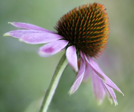 Clipso - AG - Echinacea purpura 4