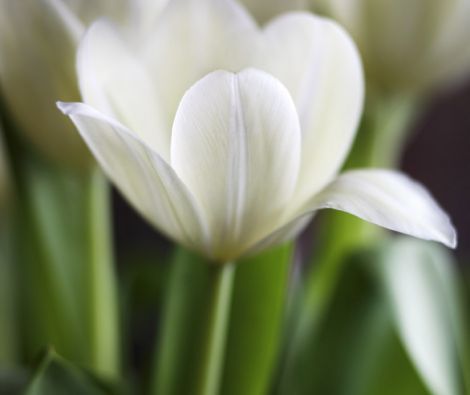 Clipso - AG - White Tulip