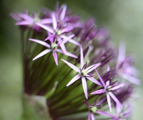 Clipso - AG - Allium Christophii 3