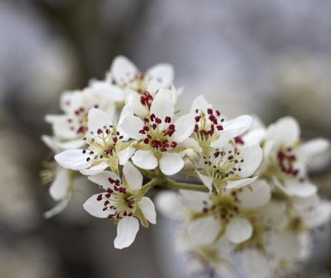 Clipso - AG - Pear Blossom 2