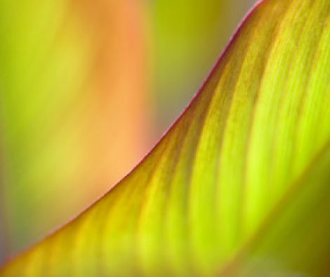 Clipso - AG - Indica 2